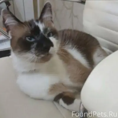 Пропал сиамский кот, улица Лесопарковая