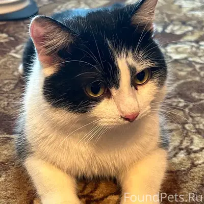 Найден кот, территория баз бродовского терминала