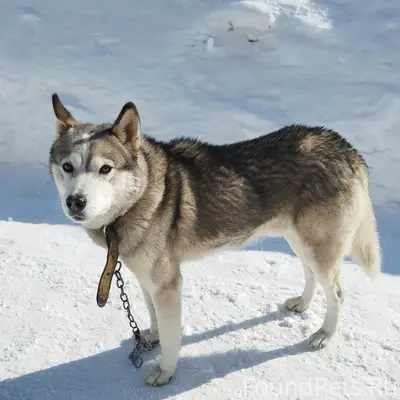 Пропала собака, место — у завода им. Серго