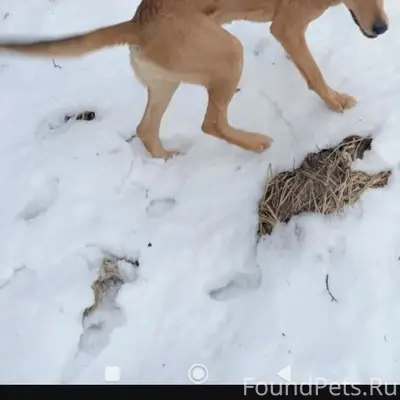 Пропал мальчик русская гончая, был с ошейником