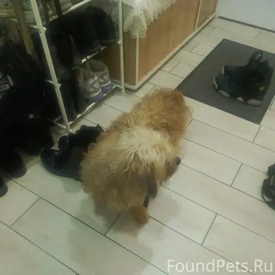 Найден тип собака, [место] площадь славы