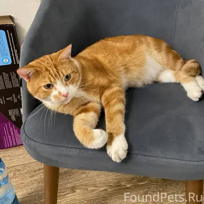 Найден кот, Балтрайон