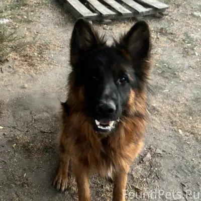 Пропал кобель немецкой овчарки, проспект Дружбы