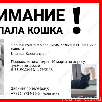 Пропала кошка Клеопатра, Новое шоссе