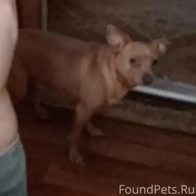 Пропал русский той-терьер, район д. Татинки