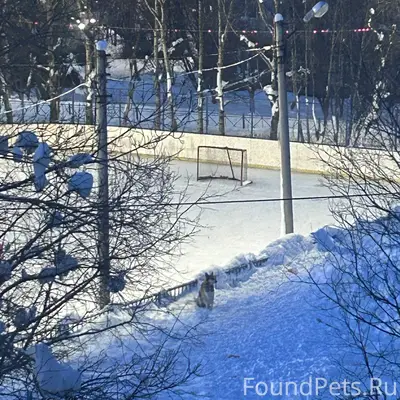 Найденна собака, каток, стадион