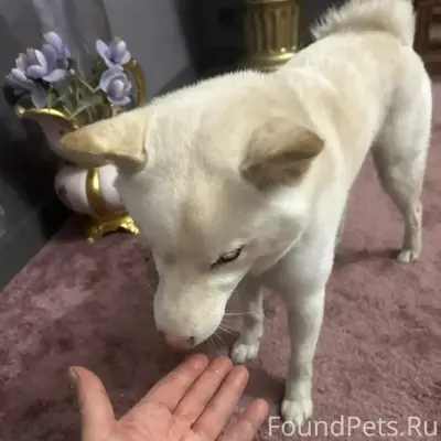 Найден пёс, похож на сибу-ину, центральный район