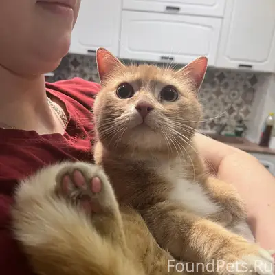 Найден кот, Финский парк