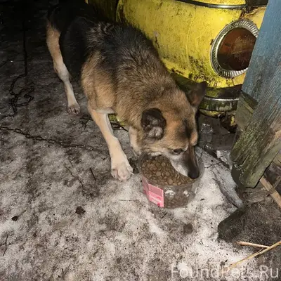 Найдена собака, Тосно, сбита, перелом лапы