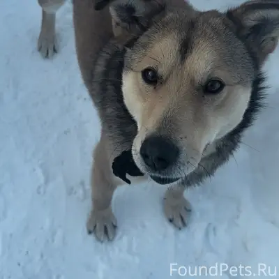 Пропал пёс, возможно раненый