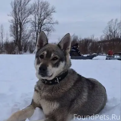 Пропала собака волчьего окраса, с. Русский Юрмаш