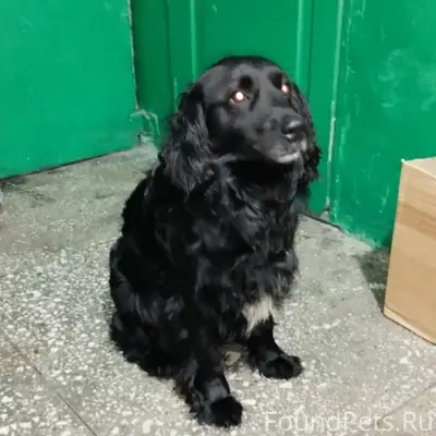 Найден прямошёрстный брюнет, остановка 'Верхняя островская'