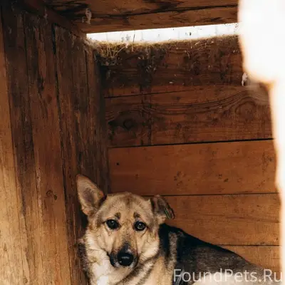 Пропала собака, Березовка