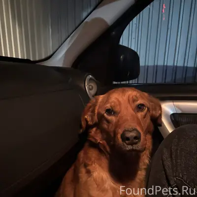 Найден кобель, трасса около Логвино