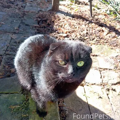 Пропал котик Кузя, Таганрог, район Михайловки