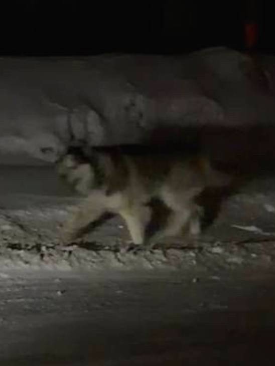 Найден хаски, пос. Сосновка