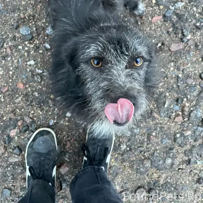 Пропал пёс Максим