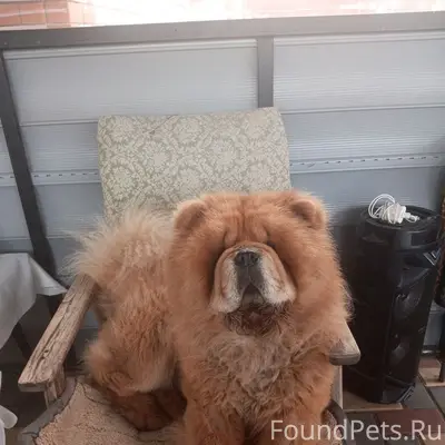 Пропал Чау-Чау Арчи, село Осколище