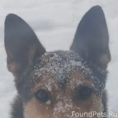 Пропала собака Веста, Щеглевское