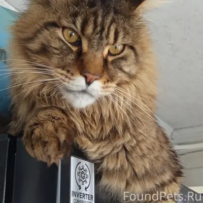 Пропал мейнкун Велес, деревня Старые Бегуницы