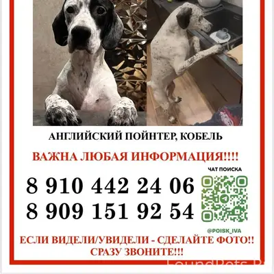 Пропал Английский пойнтер, Одинцово, Папушево/Горки-10