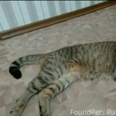 Пропал кот, ул. Жукова