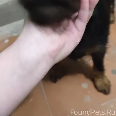 Найден пёс, Жилгород