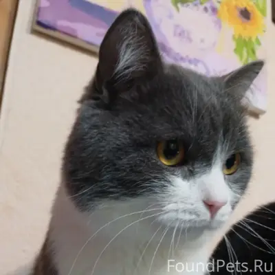 Пропал кот Кузя, район Авалона