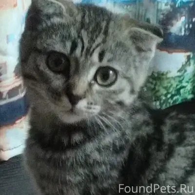Найден котенок вислоухий, без дома
