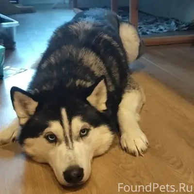 Пропал хаски Волчок, село Чернышено