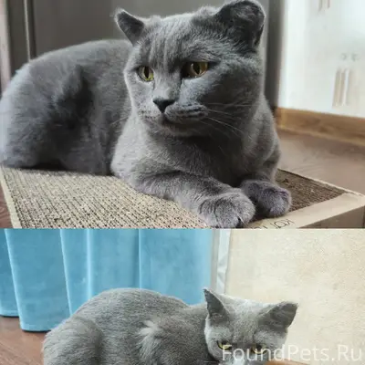 Найдена кошка, улица Павлова