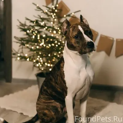 Найден тип собаки неизвестен, место неизвестно