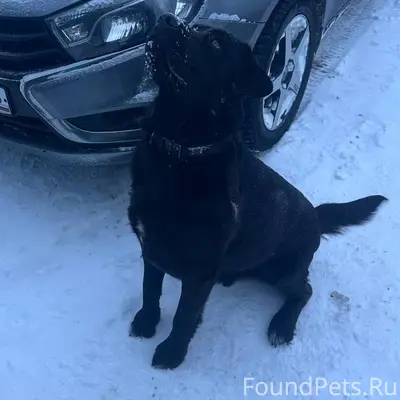 Пропал лабрадор Чарли, с. Урусово