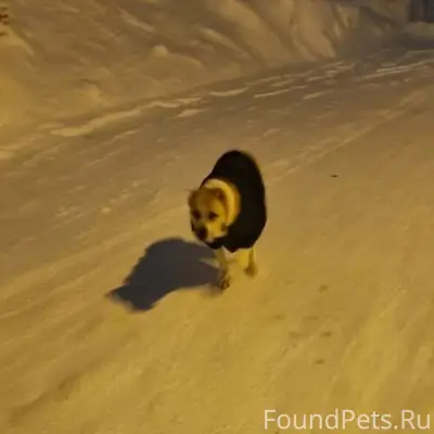 Пропала собака Алабай Амина, ул. Большевистская 8