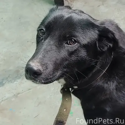 Найдена собака, между Чалтырем и Петровкой