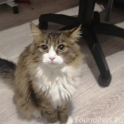 Пропал кот Пуддинг, Миасс, старая часть