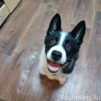 Найден щенок, Северный район, Череповец