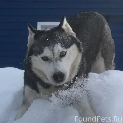 Пропала собака, ул. Гоголя