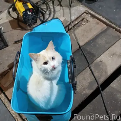 Пропал кот Перс