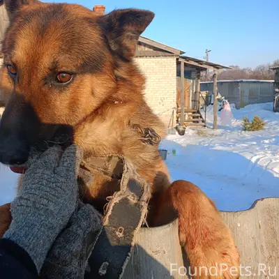 Пропал Рэм, немецкая овчарка, Вольский район
