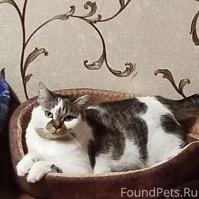 Пропала кошка Фрося, Ржев