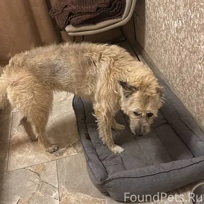 Пропала собака Умка, п. Зелёный бор