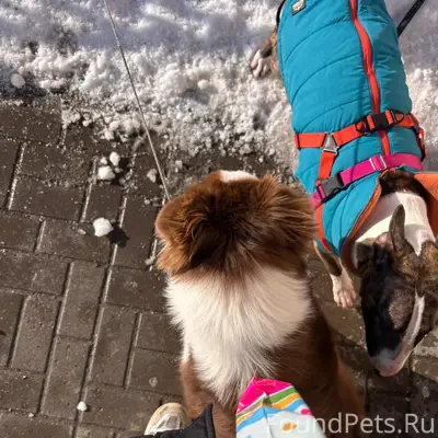 Найден кобель бордер колли, у аптеки тц Ока