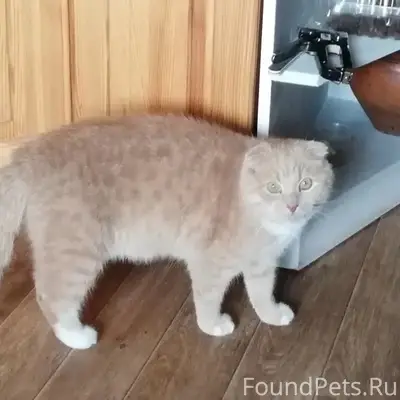 Пропал кот, район Колтуши-парк, Всеволожск