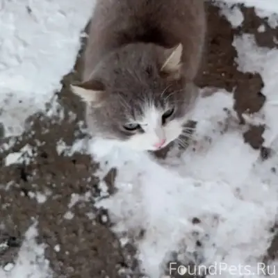 Найден кот, район городской бани