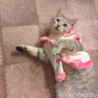 Пропал кот Боня, район Монетки