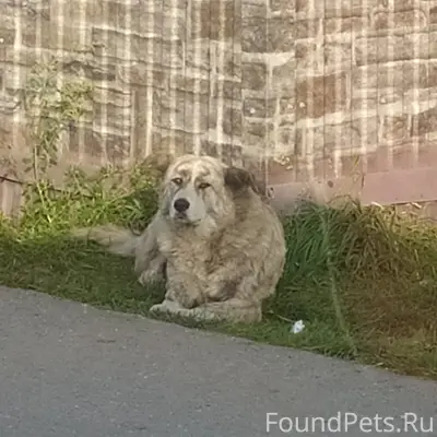 Пропала собака, Азот