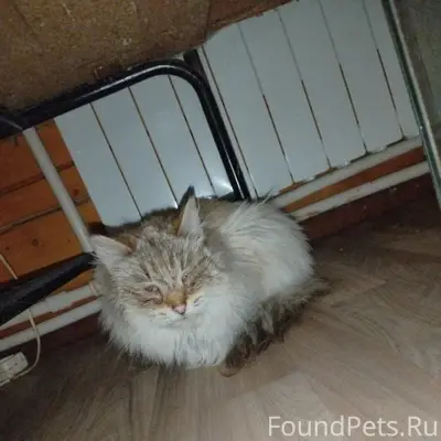 Найдена кошка, СНТ Речник