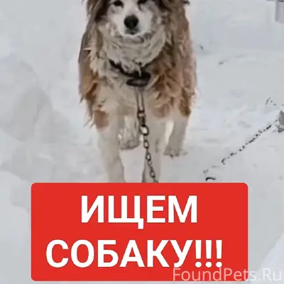 Пропала собака Ненси, Пески, Коломенский район