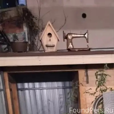 Пропал Кане Корсо, Малахов Курган